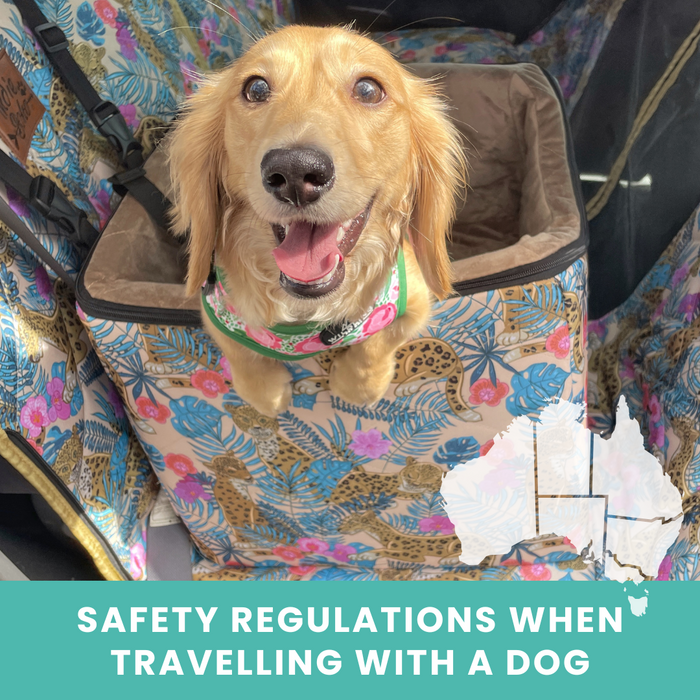 Car Travel with Dogs: Safety Tips and State-by-State Laws