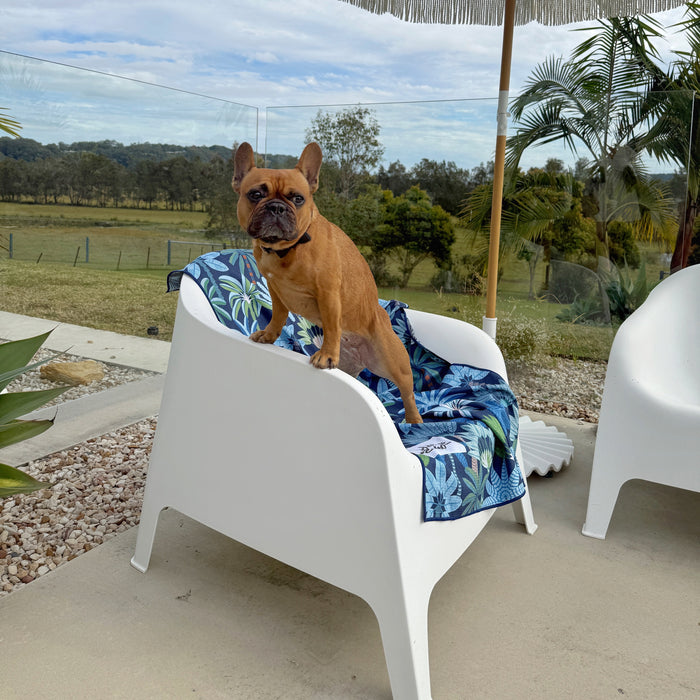 Frenchie with dog towel dry off fur super absorbent