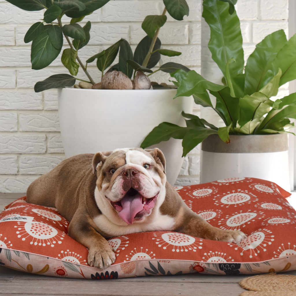 British bulldog with designer dog bed Australia