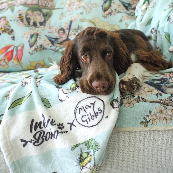 Cute chocolate cocker spaniel lying on a May Gibbs gumnut babies soft dog and cat blanket
