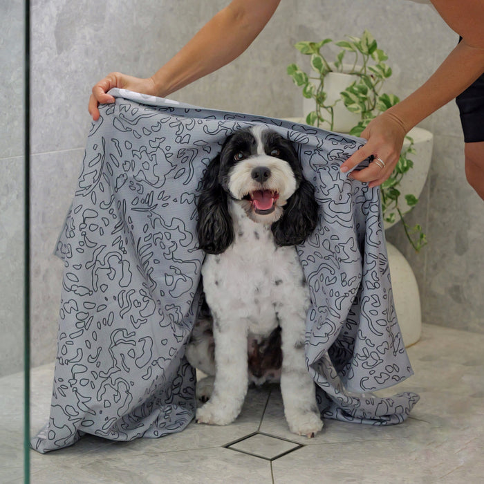 Cavoodle with bath towel quick-dry perfect for grooming