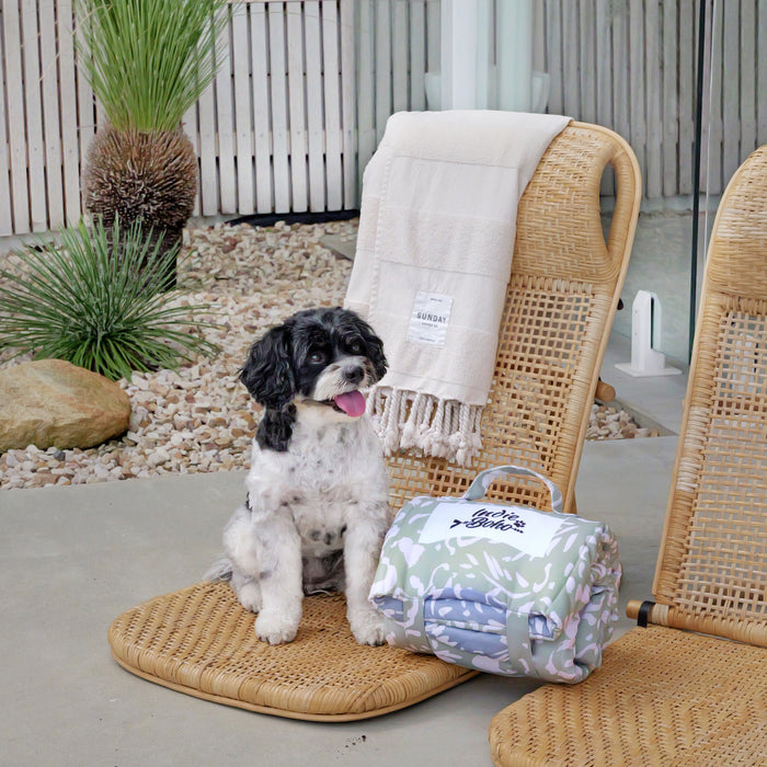 Cavoodle on best dog travel mat