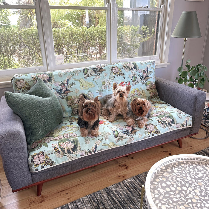 Cute yorkshire terrier dogs sitting on a couch with a blue May Gibbs couch cover covering the lounge sofa in a gumnut babies design
