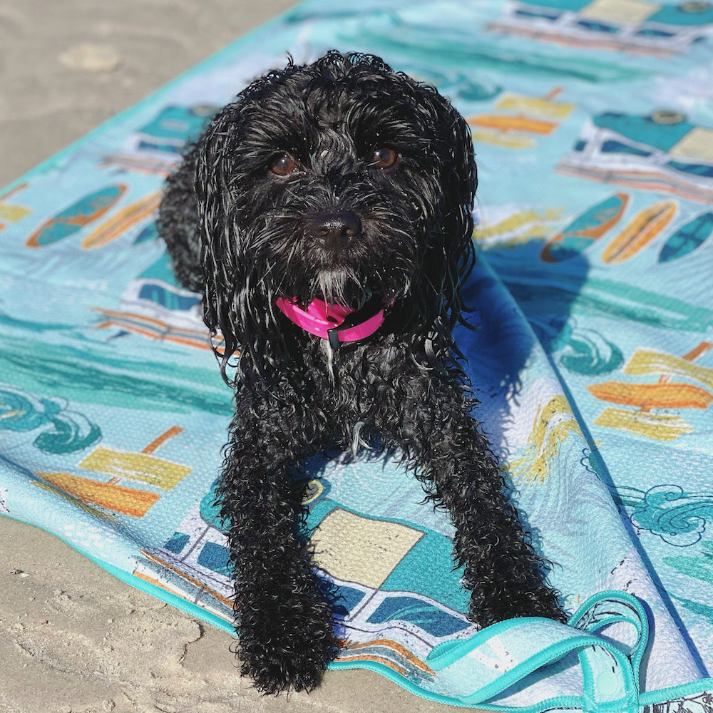 Dog beach safety