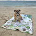 Cute dog at the beach in Australia with microfibre quick-dry pet towel