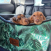 Car booster seat for dogs Australia, safety seat, car carrier, dog travel bed, cure car sickness in dogs.