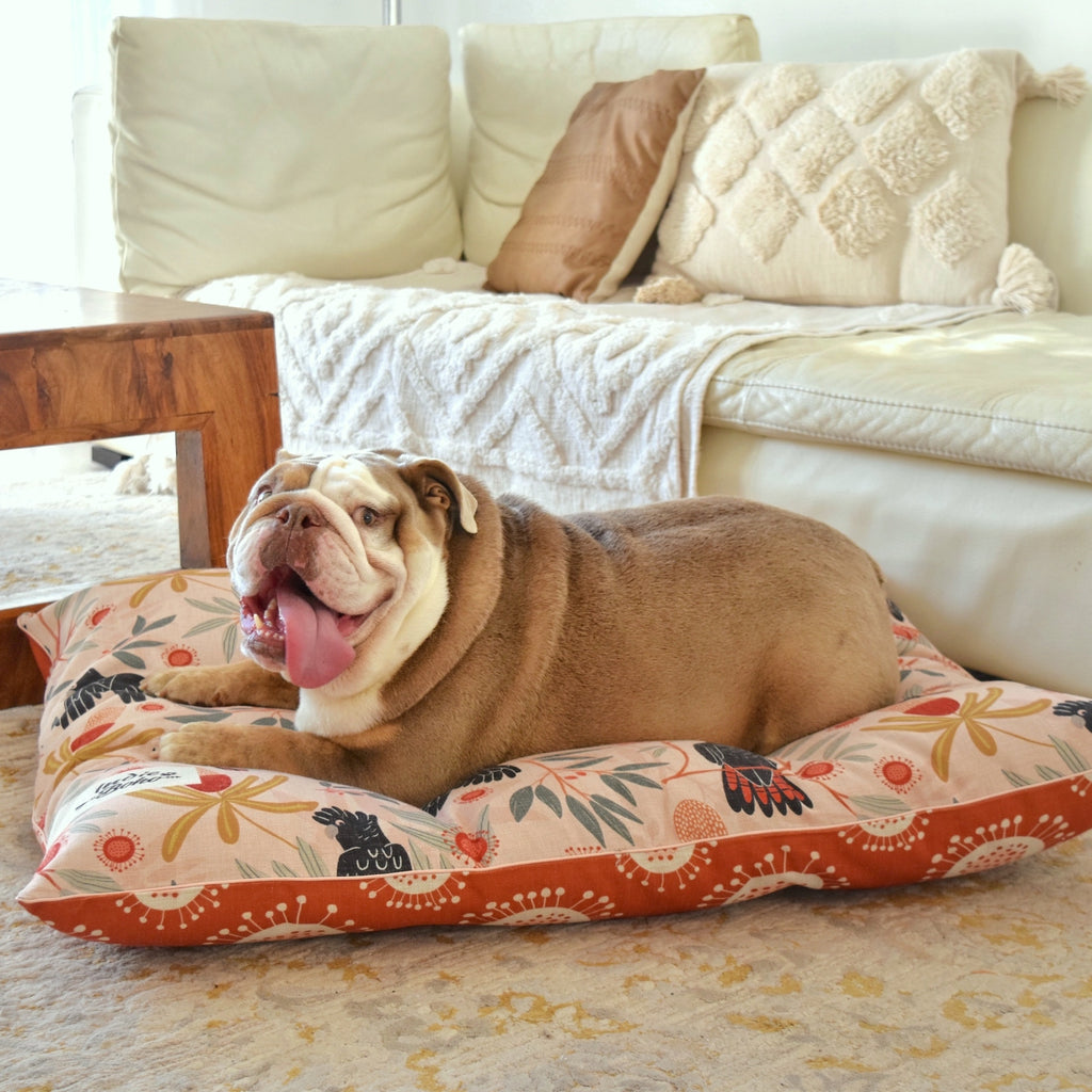 Cute bulldog on stylish Australian dog bed
