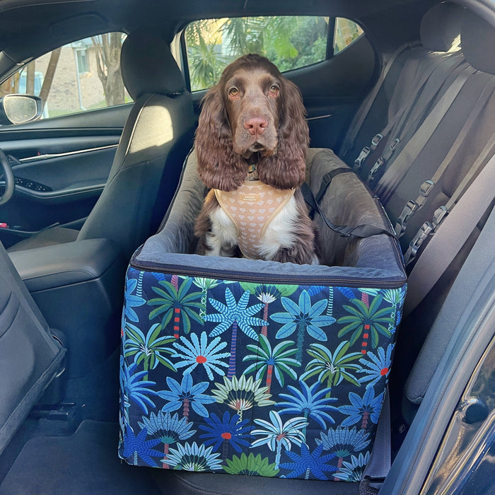 Cocker spaniel in a double size booster seat in car