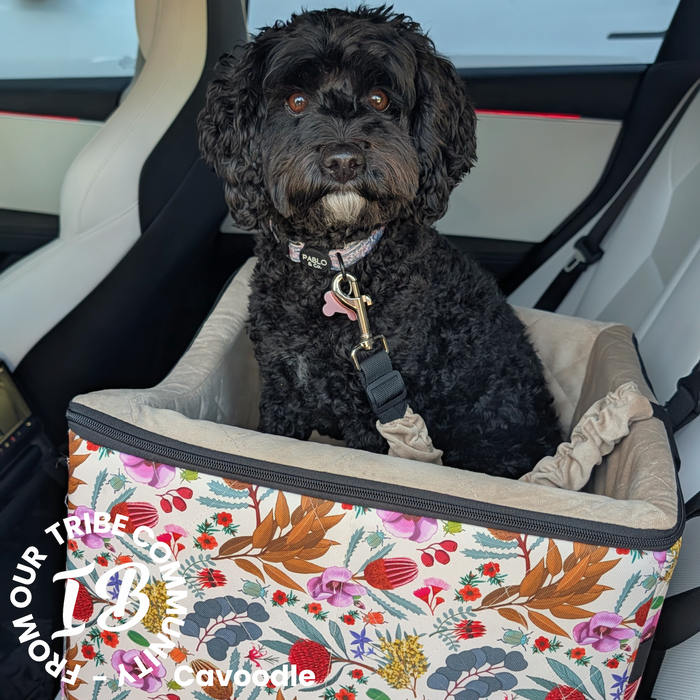 Black cavoodle in raised and sturdy pet car seat with flower print so she can see out the window. 