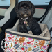 Black cavoodle in raised and sturdy pet car seat with flower print so she can see out the window. 