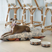 Dog food and water bowls