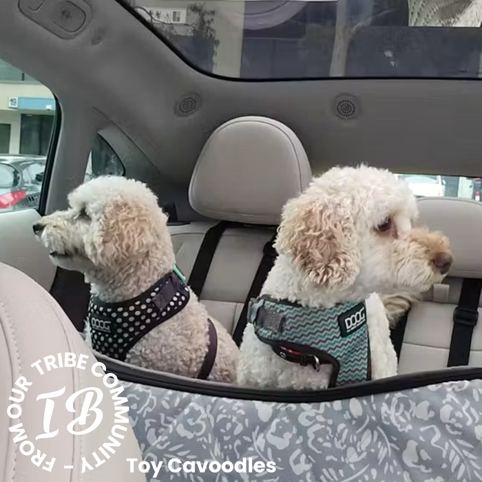 Two cavoodles looking out both windows in car and secured safely on back seat with the inbuilt seat belts of their double booster seat.