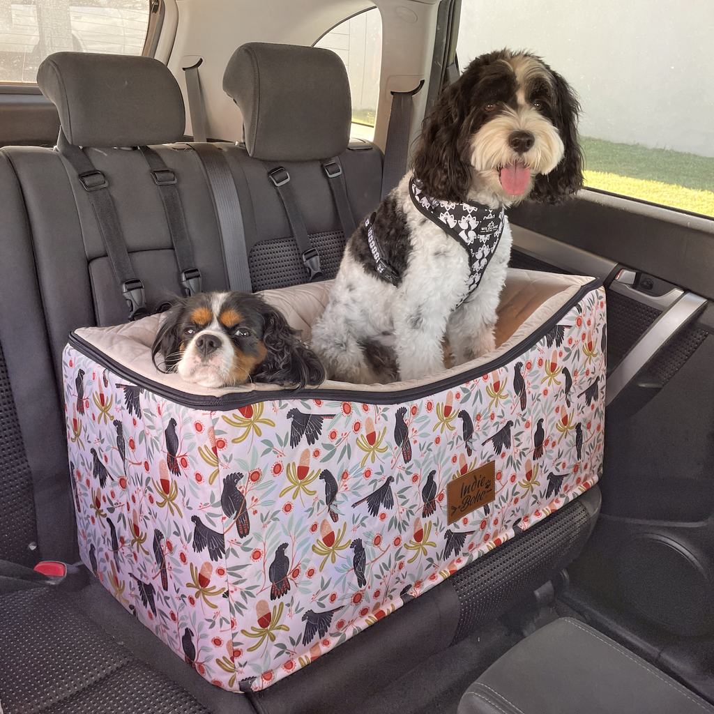 Cavoodle and kind charles cavalier sharing a dog car booster seat