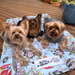 Cute yorkshire terriers with outdoor and washable dog travel bed