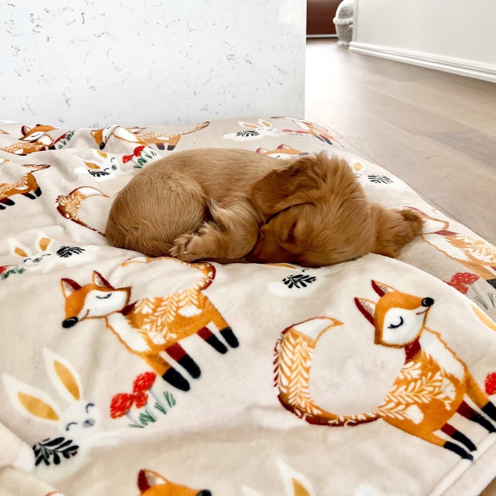 cute baby dachshund sleeping on fox dog blanket