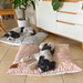Noosa designer boucle dog beds