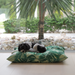 Cute cavoodle dog bed modern leafy green palms