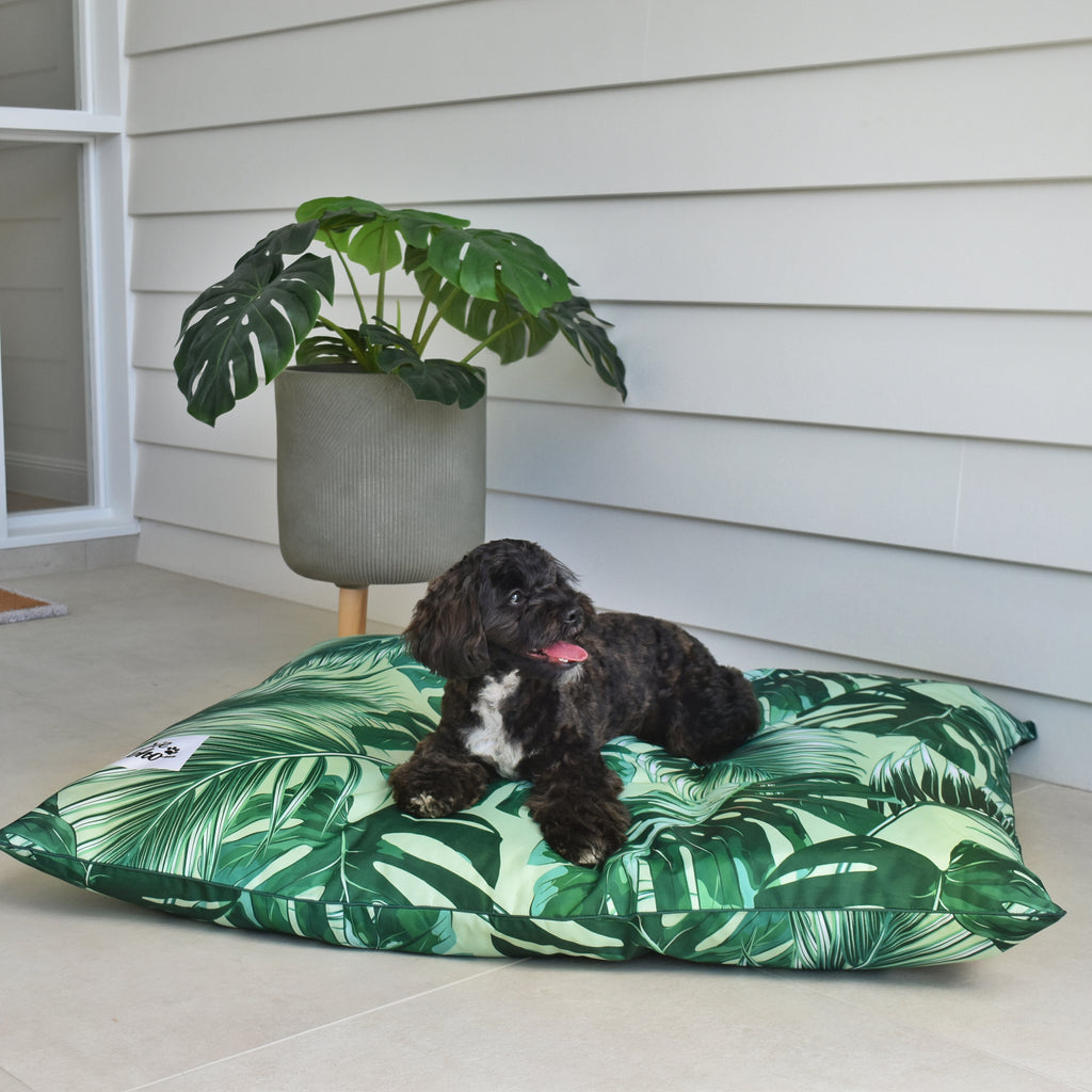 cavoodle on large outdoor bed Australia patio