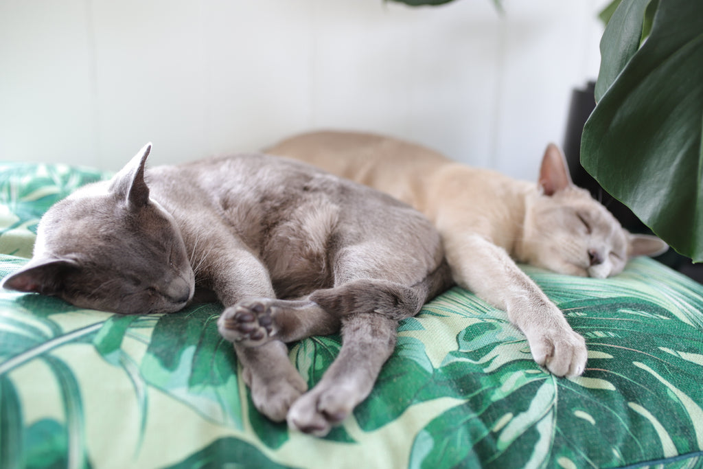 cat beds Australia