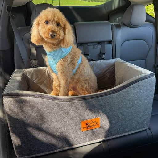 A medium size cavoodle in a large pet booster seat, secured with an inbuilt tether for ultimum safety.