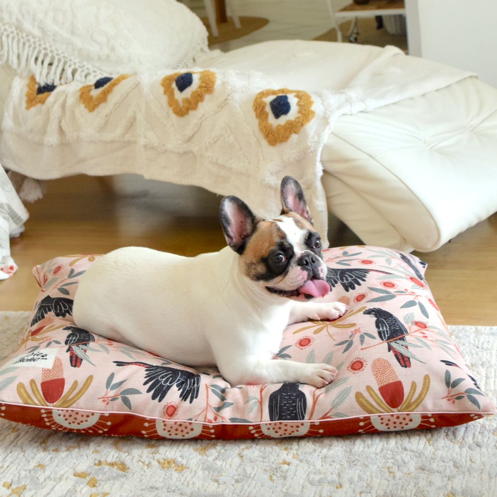 Cute french bulldog on designer dog bed Sunshine Coast