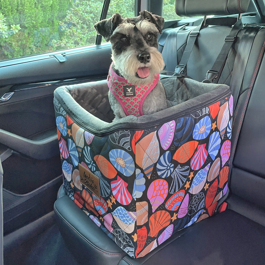 Cute schnauzer in safe dog car seat Australia