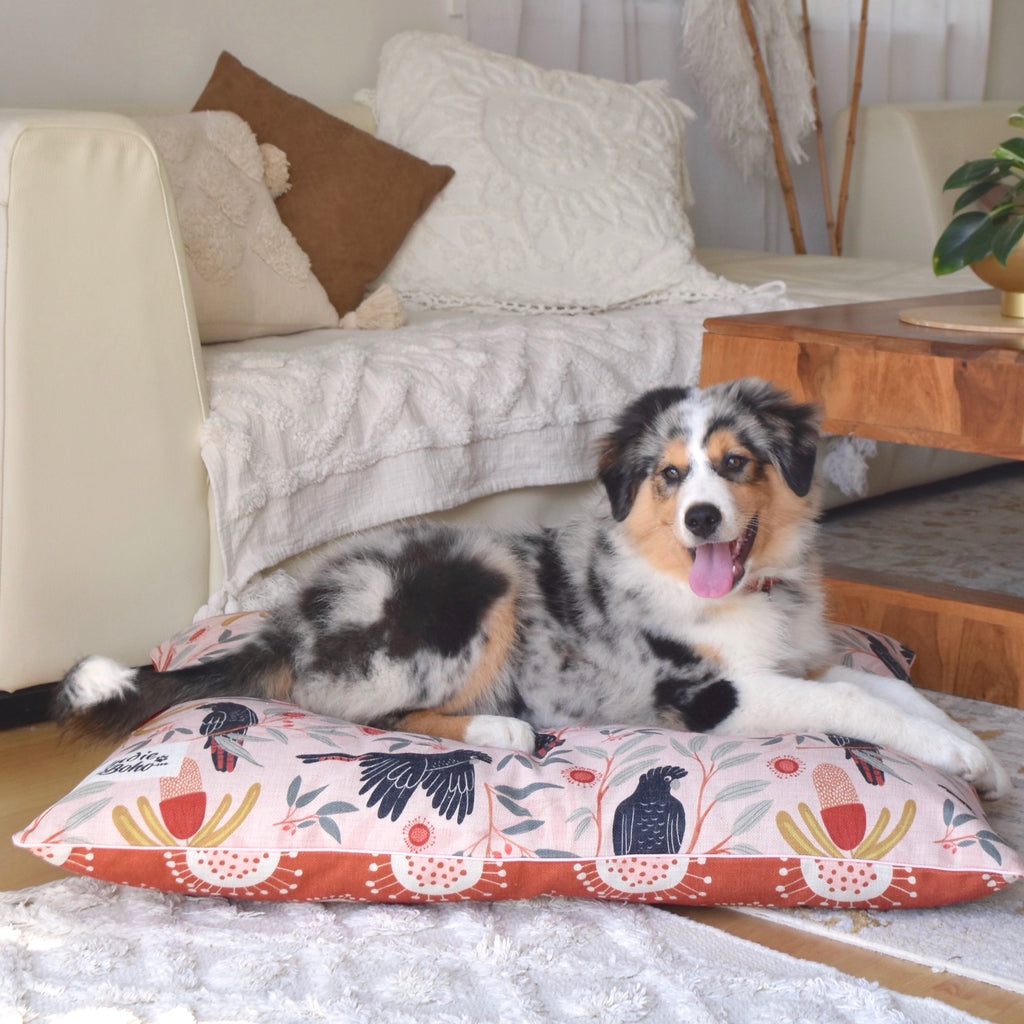 Cute Aussie shephard puppy on large dog bed