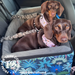 Two mini dachshunds sharing a double pet car booster seat secured with a seat belt covered in a huggie.