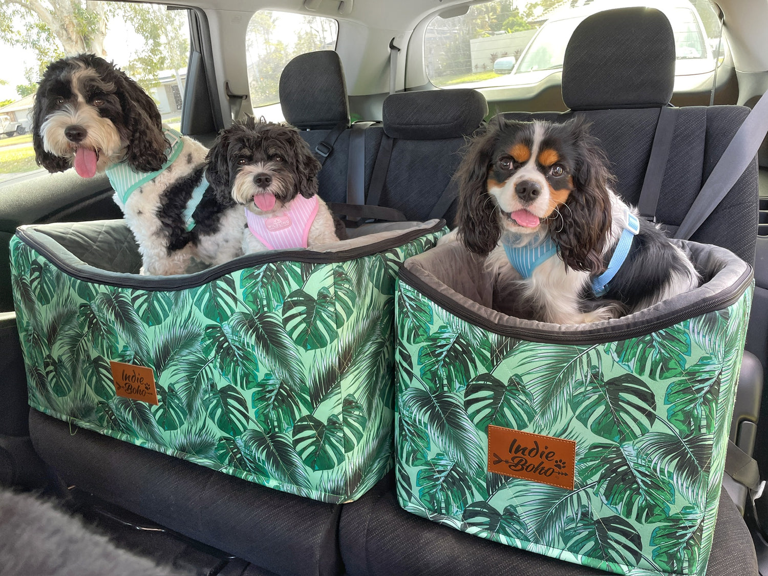 Car Travel with Dogs: Safety Tips and State-by-State Laws