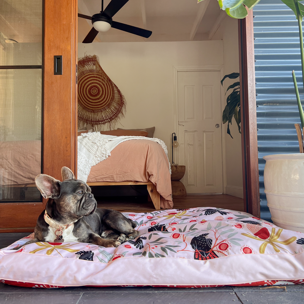Cute frenchie on verandah with mega size water resistant outdoor bed