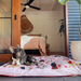 Cute frenchie on verandah with mega size water resistant outdoor bed