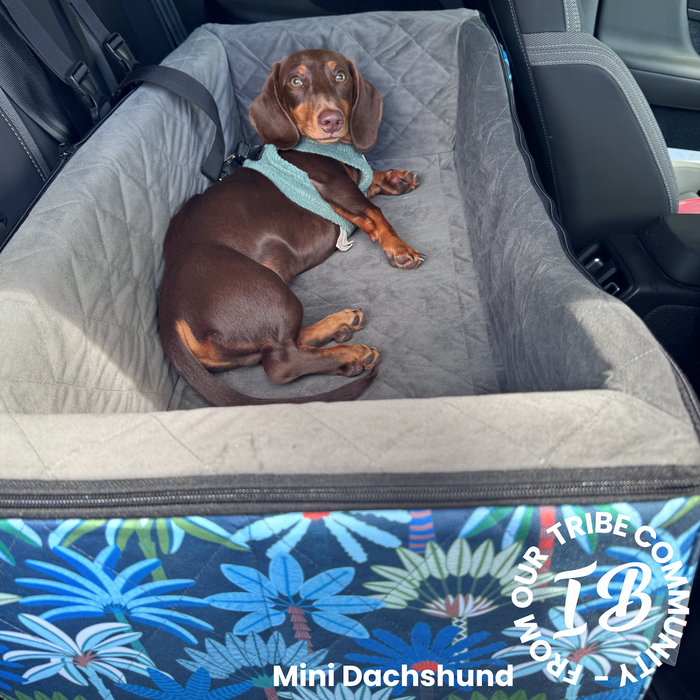 Mini dachshund lying comfortably stretched out in a large double booster seat. 