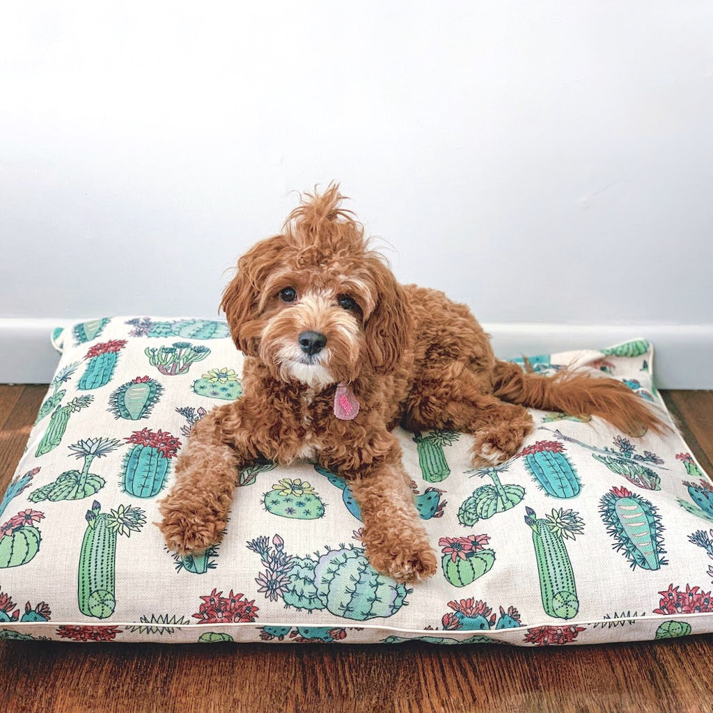 Cute Cavoodle on Boho Dog Bed