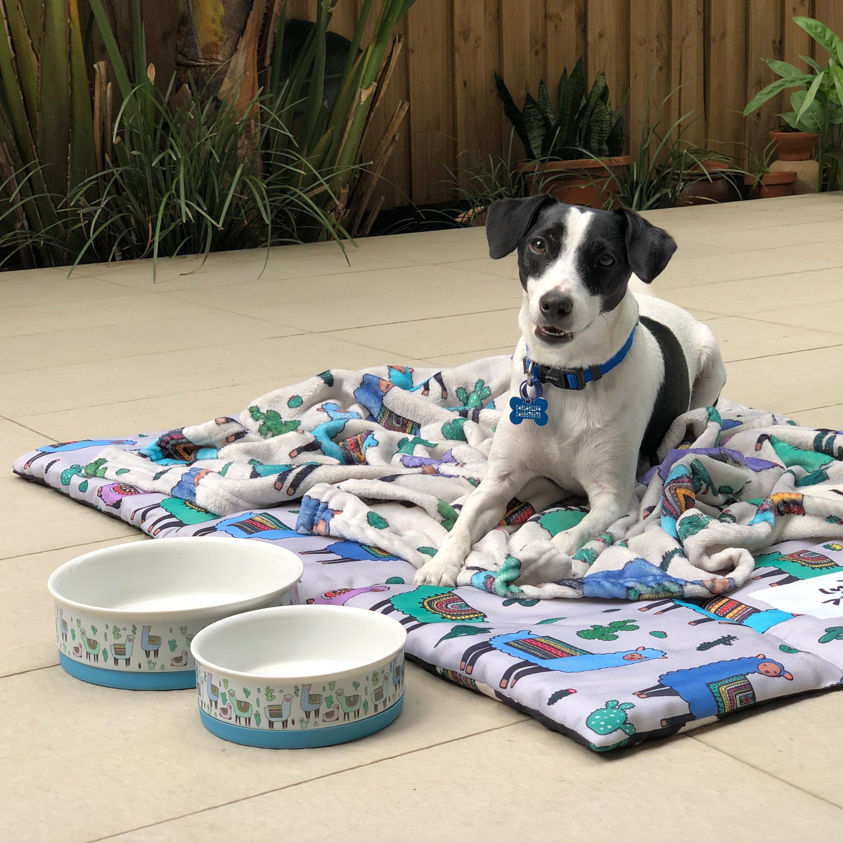 Bed bath and top beyond dog bowls
