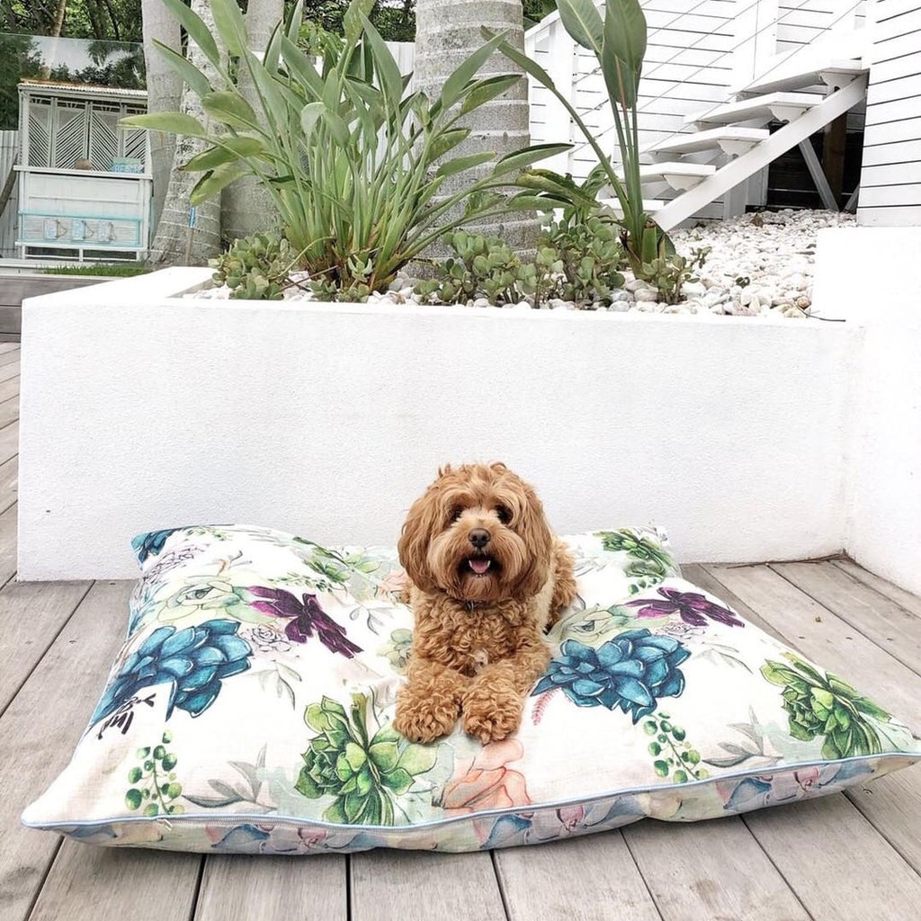 Succulent Dog Bed Australia