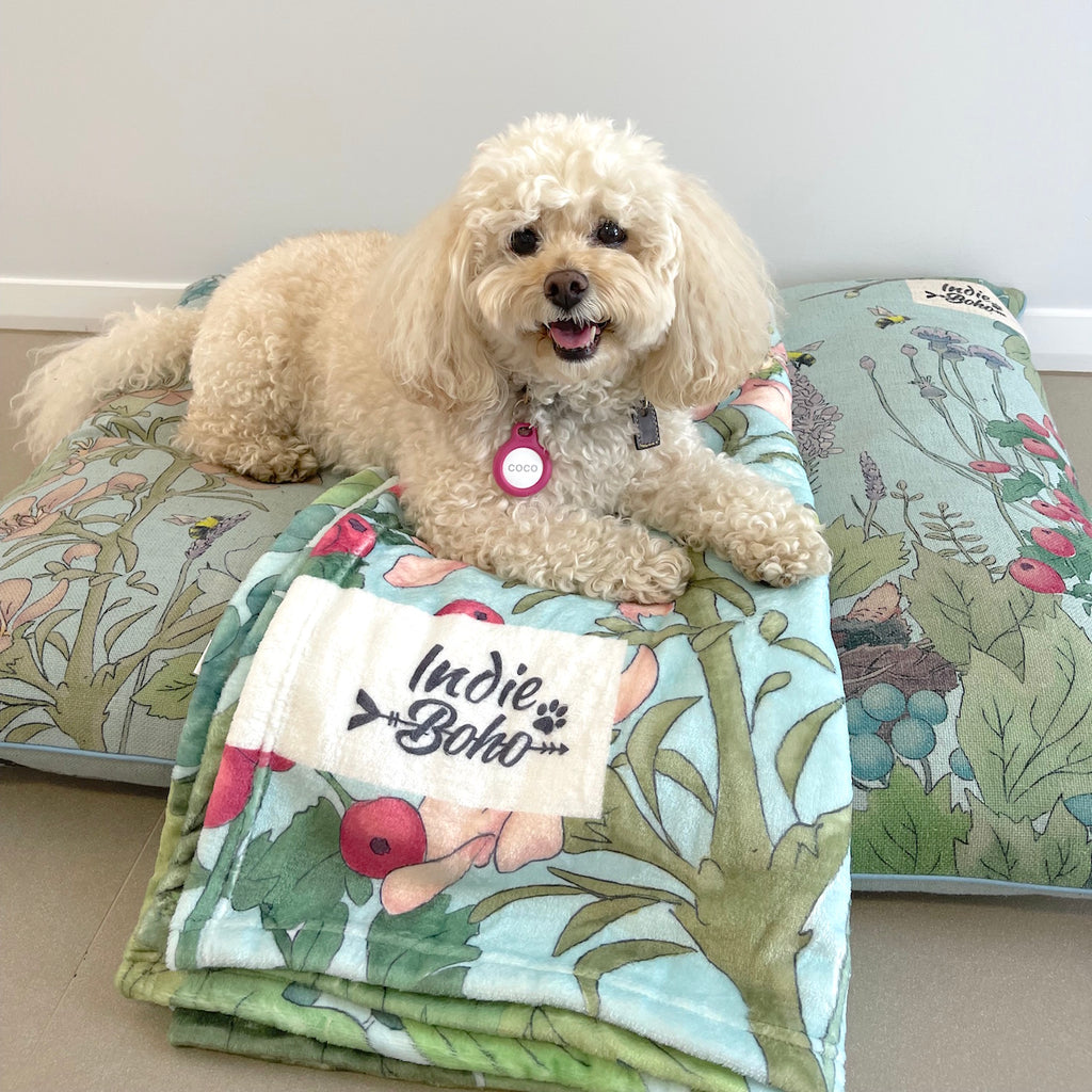 Coco on washable designer pet bed Australia 