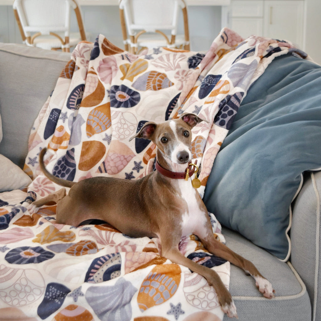 Italian Greyhound on couch with designer blanket by Jocelyn Proust