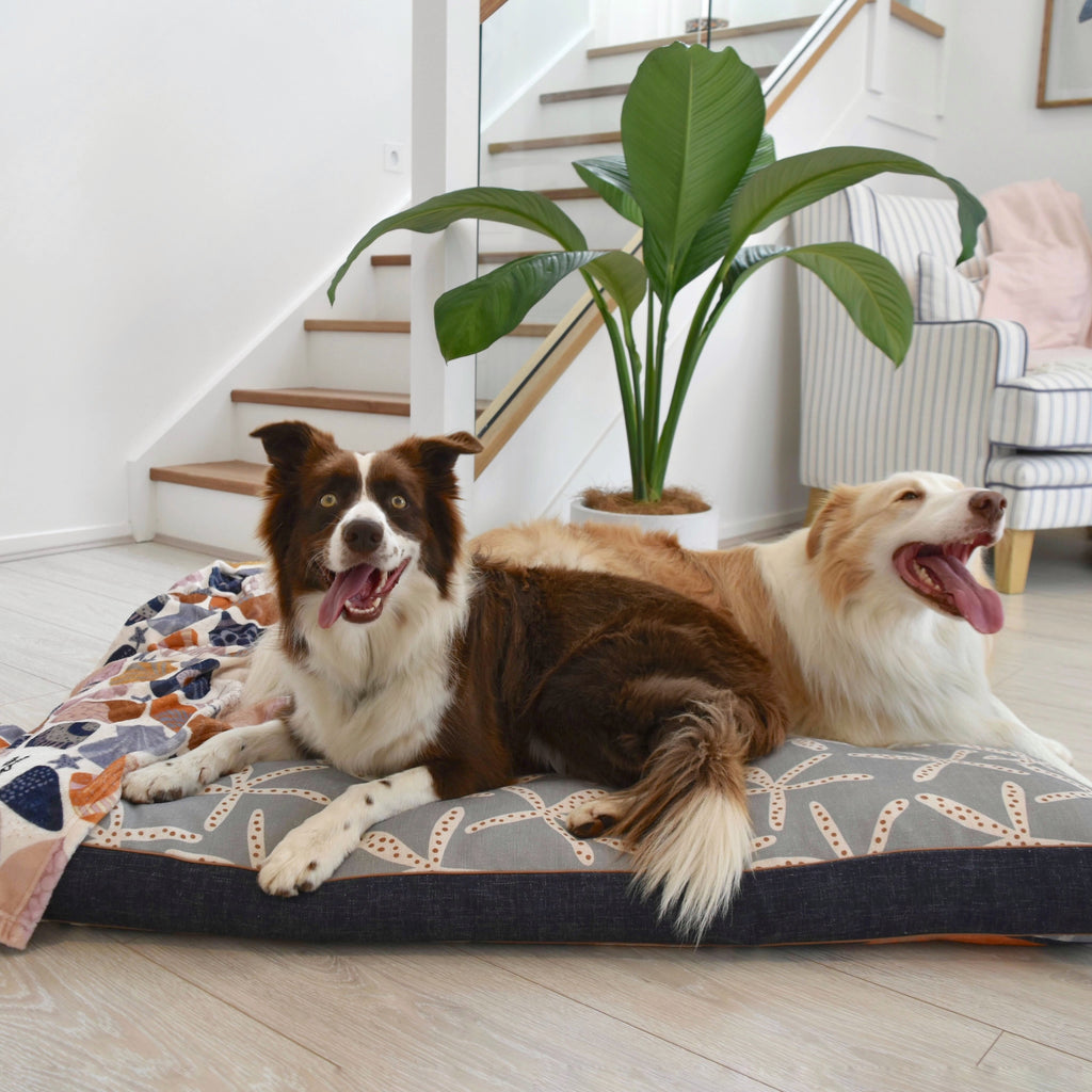 Border collies on XXL Australian designed dog bed