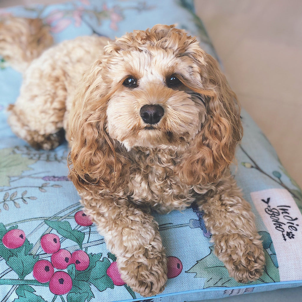 Cute dog bed prints Australia