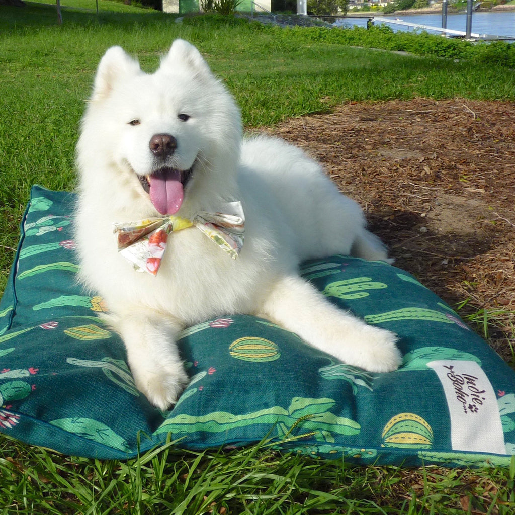 Samoyed with Extra Large Cactus Green Dog Bed