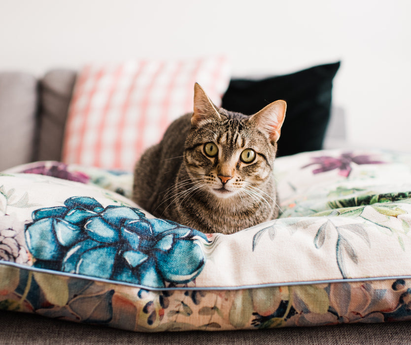 Kitty loves this pet bed